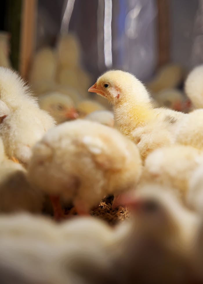 pexels-photo-14944648 Adorable baby chicks huddled together in a farm coop.