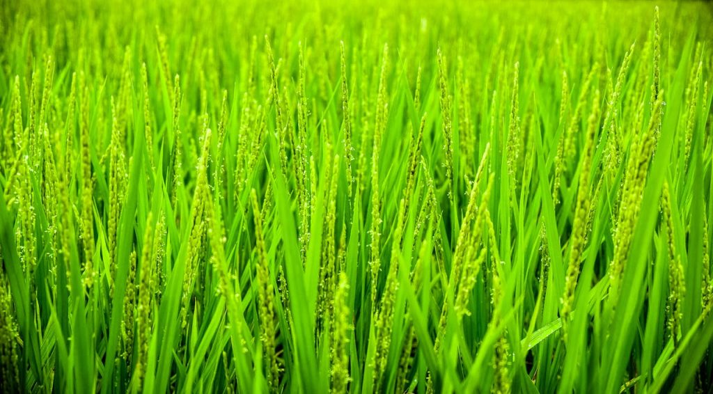 pexels-photo-96417 Vibrant green rice plants in a lush field, showcasing growth and natural beauty.